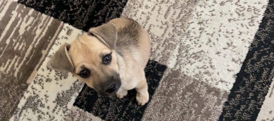 What to Do in Case of a Pet Stain on Your Oriental Rug