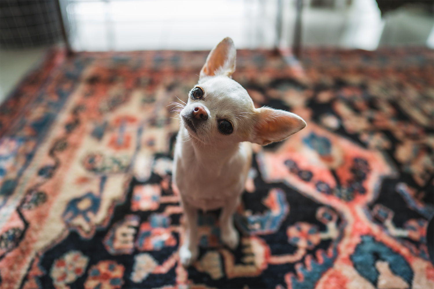 be a pet lover and a rug person tips for maintaining your area rugs